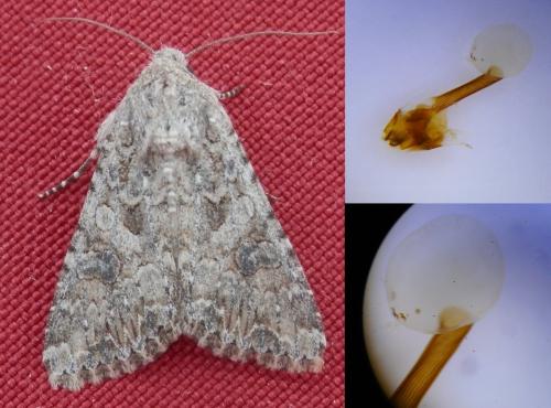 Réf. 238 058 : Anarta trifolii