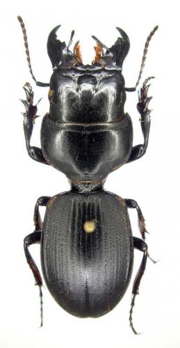 Dinoscaris sicardi