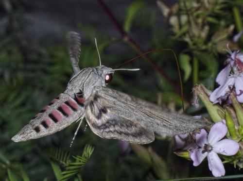 Réf. 238 459 : Agrius convolvuli