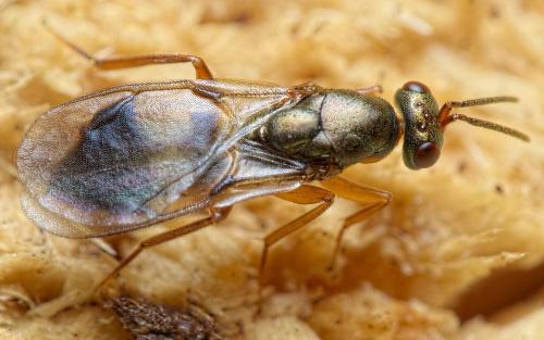 Rhopalicus tutela
