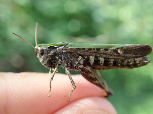Omocestus rufipes