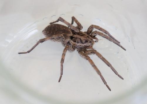 Hogna radiata