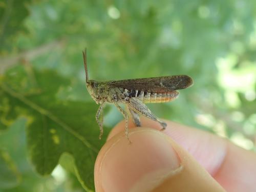 Chorthippus sp.