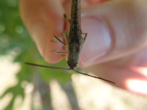 Chorthippus sp.