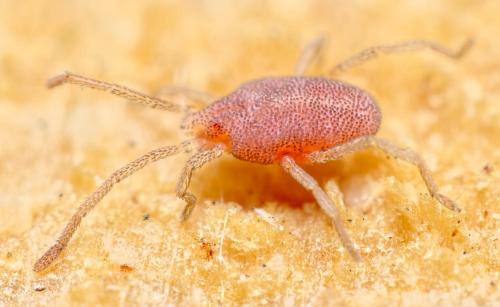 Hirstiosoma sp.