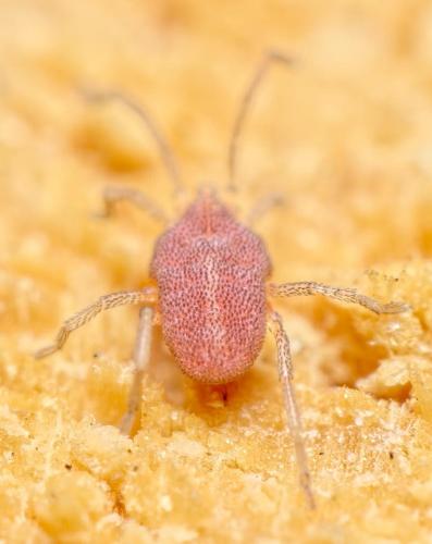 Hirstiosoma sp.