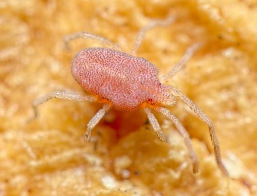 Hirstiosoma sp.