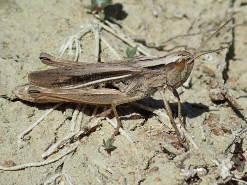 Chorthippus albomarginatus albomarginatus