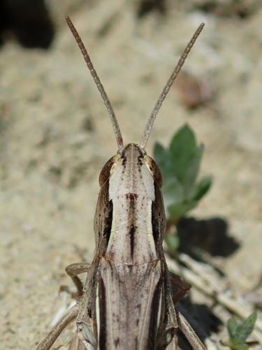 Chorthippus albomarginatus albomarginatus