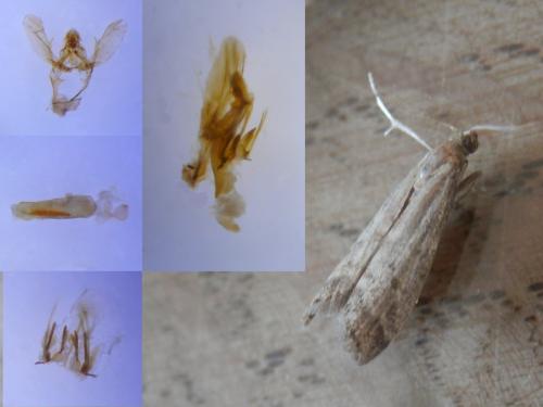 Ephestia woodiella