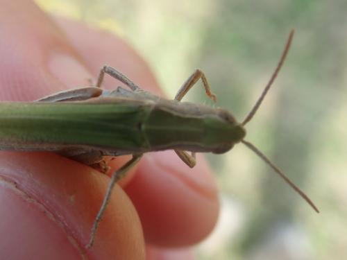 Chorthippus dorsatus dorsatus