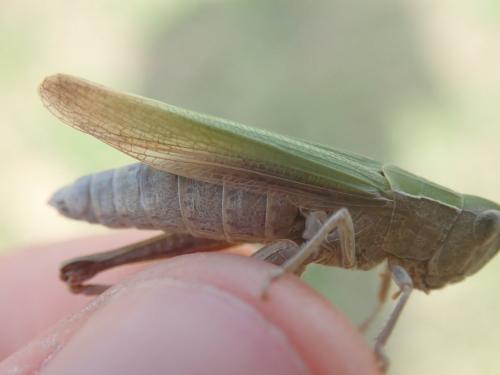 Chorthippus dorsatus dorsatus