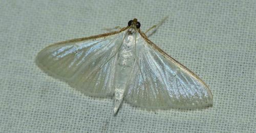 Palpita vitrealis