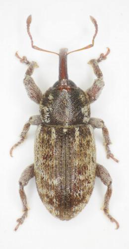 Réf. 238 970 : Pachytychius haematocephalus