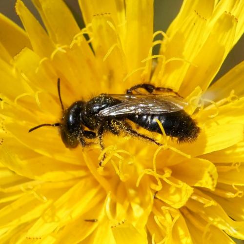 Réf. 238 693 : Panurgus sp.