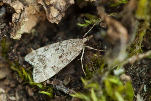 Réf. 238 603 : Eudonia sp.
