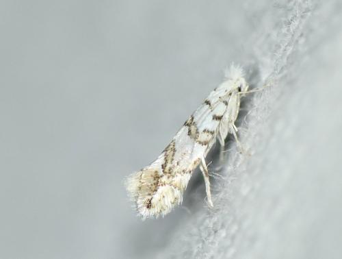 Réf. 238 842 : Phyllonorycter sp.