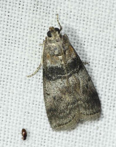 Sciota rhenella