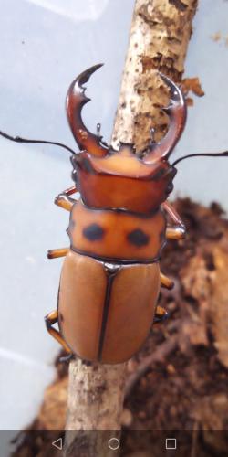 Réf. 238 070 : Homoderus gladiator