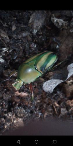 Réf. 238 852 : Eudicella schultzeorum