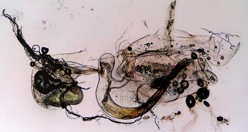 Stenoptilia sp.