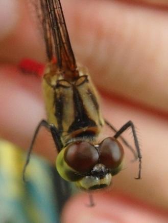 Sympetrum sp.