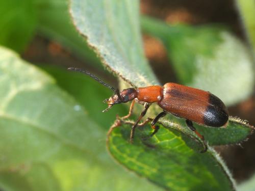 Zonitomorpha sp.