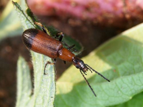 Zonitomorpha sp.