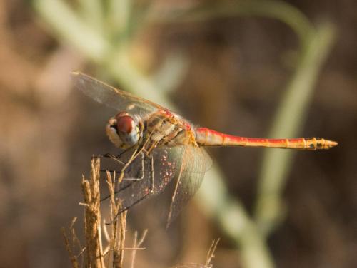 Réf. 238 654 : Sympetrum fonscolombii