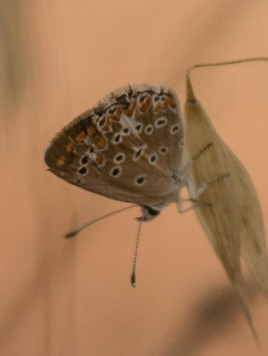 Aricia agestis