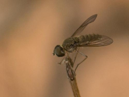 Réf. 238 653 : Petrorossia sp.