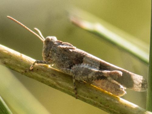 Réf. 238 927 : Oedipoda caerulescens