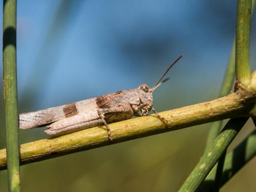 Oedipoda caerulescens caerulescens