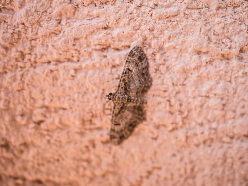 Eupithecia laquaearia