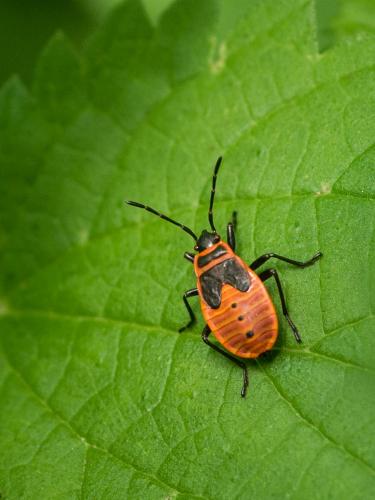 Réf. 238 997 : Pyrrhocoris apterus