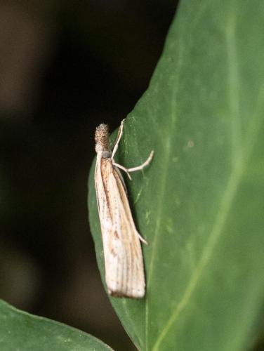 Agriphila sp.