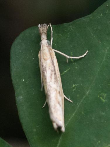 Agriphila sp.