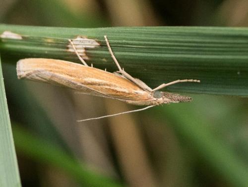 Réf. 238 996 : Agriphila tristella