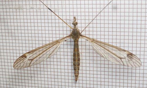Réf. 238 874 : Tipula sp.