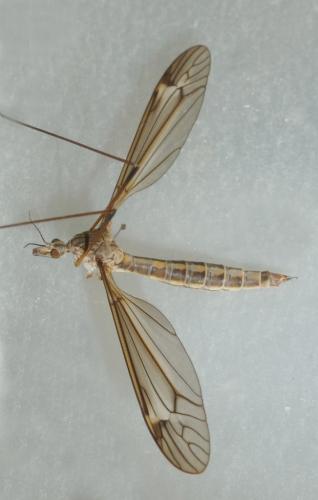 Réf. 238 875 : Tipula sp.