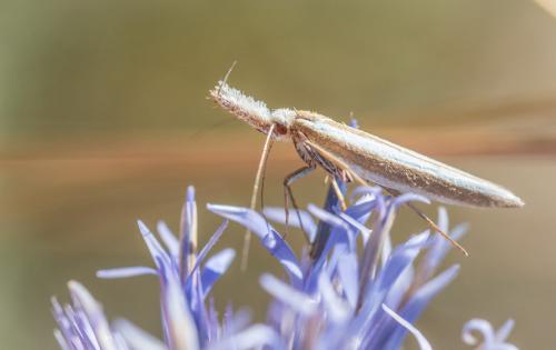 Réf. 238 027 : Pleurota aristella