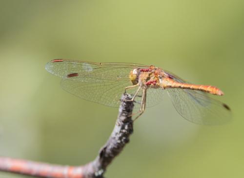 Sympetrum meridionale