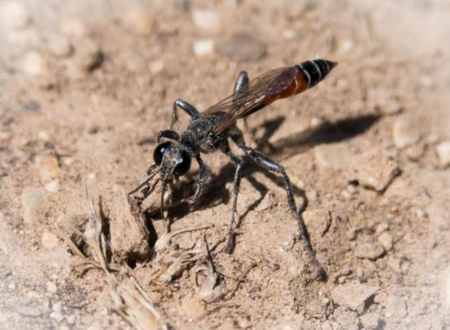 Prionyx kirbii