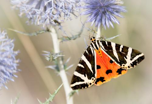 Euplagia quadripunctaria