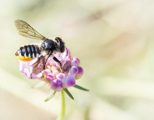 Réf. 238 640 : Megachile octosignata
