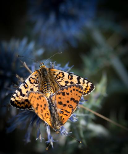 Réf. 238 644 : Melitaea didyma