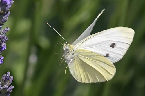 Réf. 238 757 : Pieris rapae