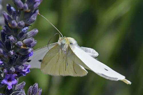Réf. 238 758 : Pieris rapae