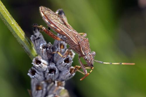 Réf. 238 498 : Camptopus lateralis