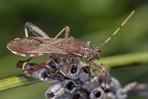 Réf. 238 497 : Camptopus lateralis